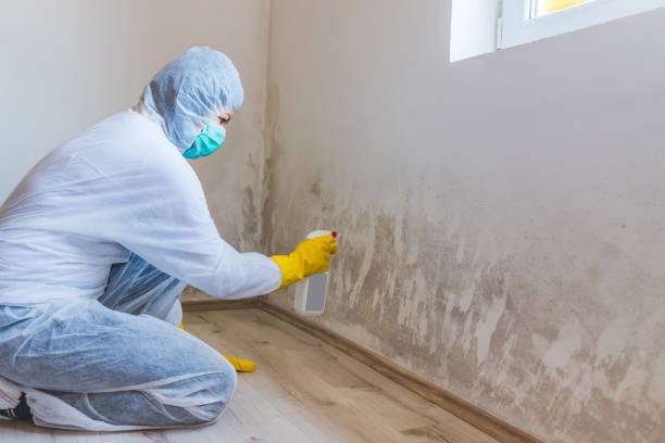 Licensed Black Mold Removal service in Ridgefield Park, NJ - WQB Mold Removal