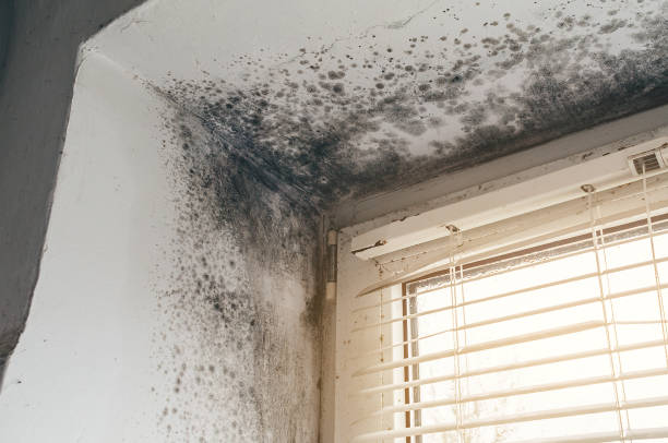 Affordable Black Mold Removal solutions in Ridgefield Park, NJ